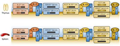 Immunometabolism and PI(3)K Signaling As a Link between IL-2, Foxp3 Expression, and Suppressor Function in Regulatory T Cells